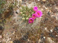 Cactus flowers